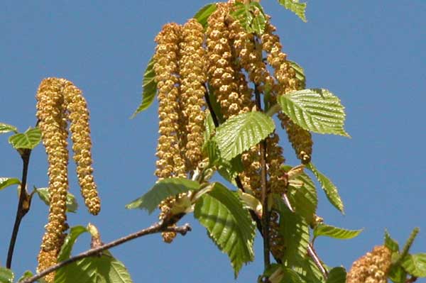betula papyrifera 04