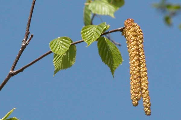 betula papyrifera 05