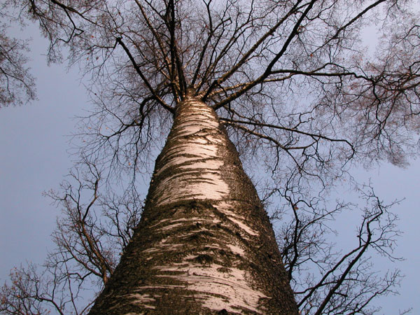 betula pendula 01