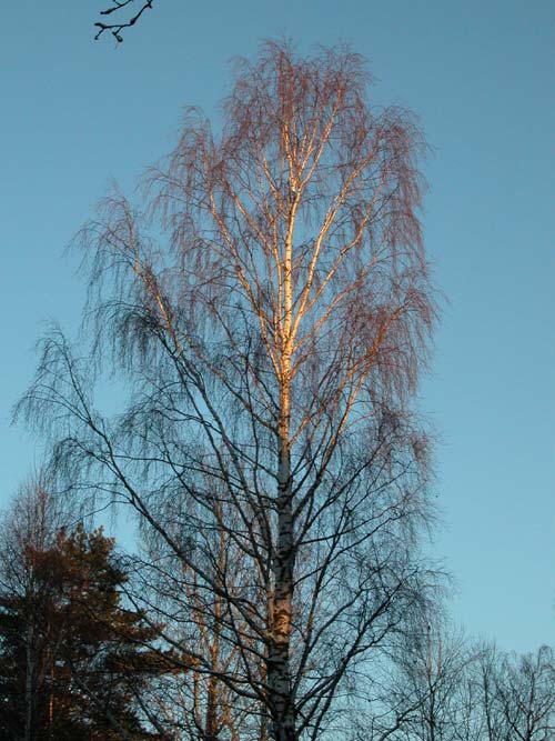 betula pendula 02
