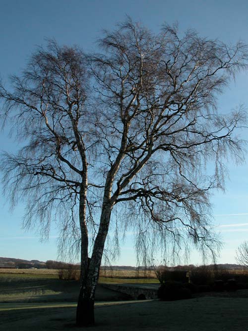 betula pendula 03