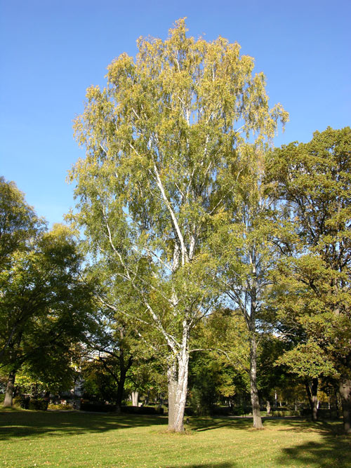 betula pendula 04