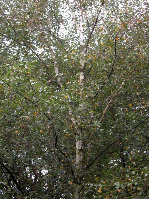 betula pubescens 01
