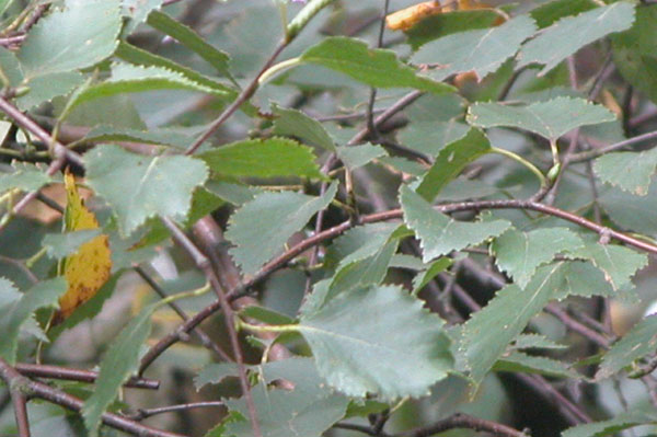betula pubescens 02