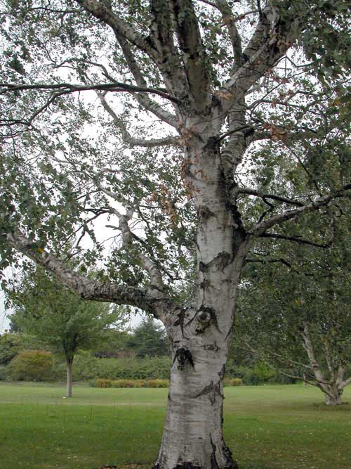 betula x koehnei 01