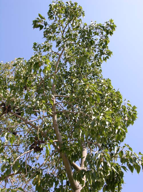brachychiton populneus 01
