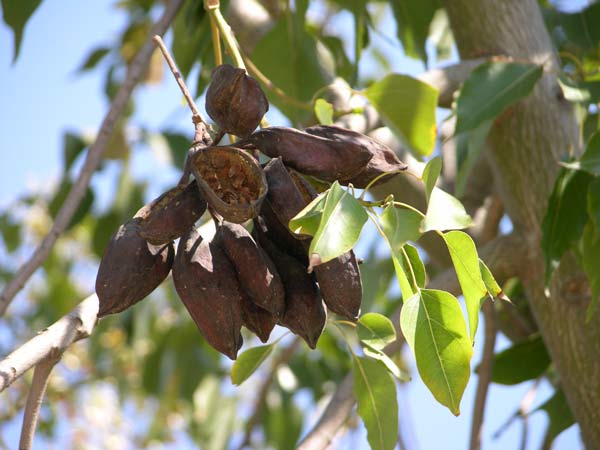 brachychiton populneus 02