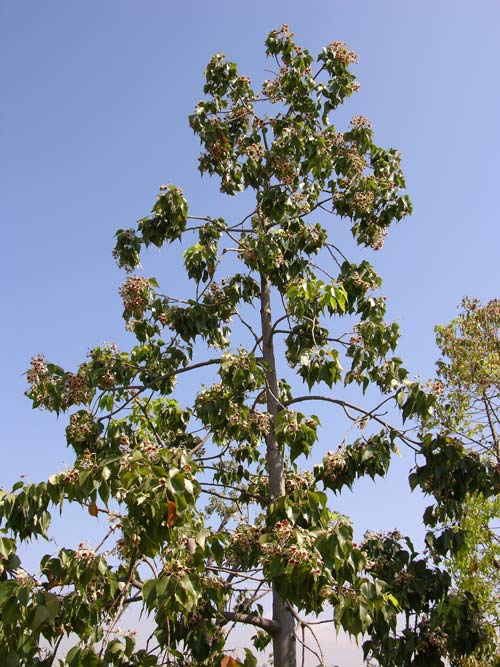 brachychiton populneus 03