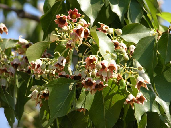 brachychiton populneus 04
