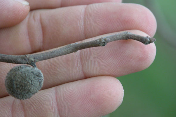 broussonetia papyrifera 01