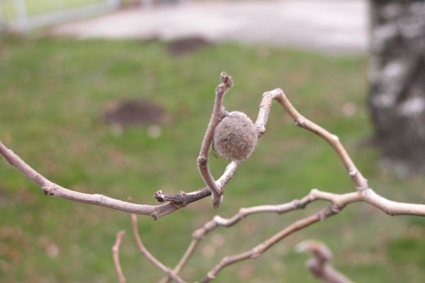 broussonetia papyrifera 02