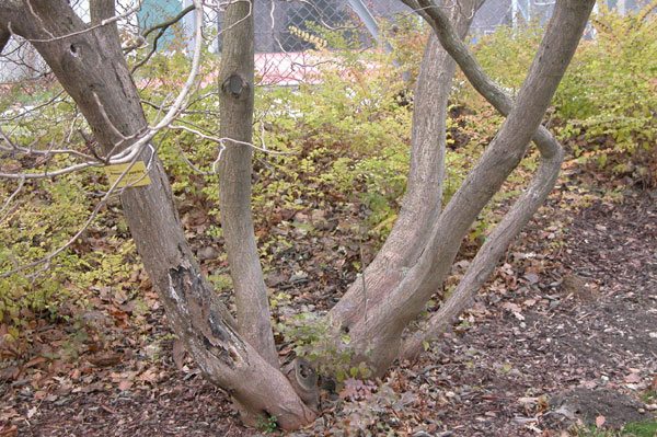 broussonetia papyrifera 03