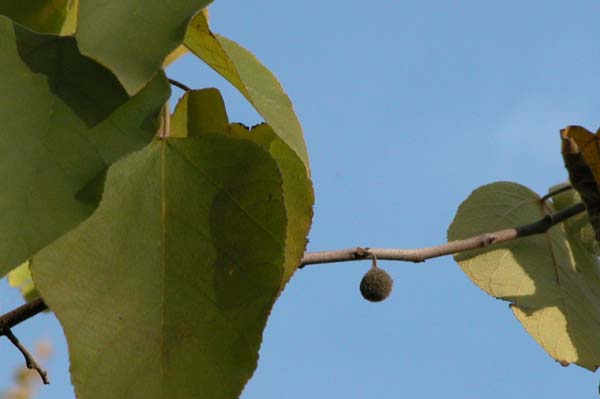 broussonetia papyrifera 04