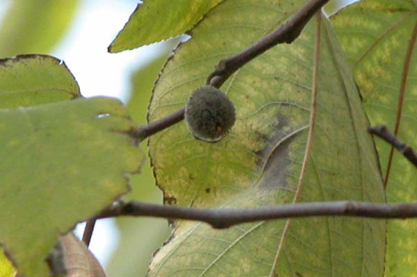 broussonetia papyrifera 05
