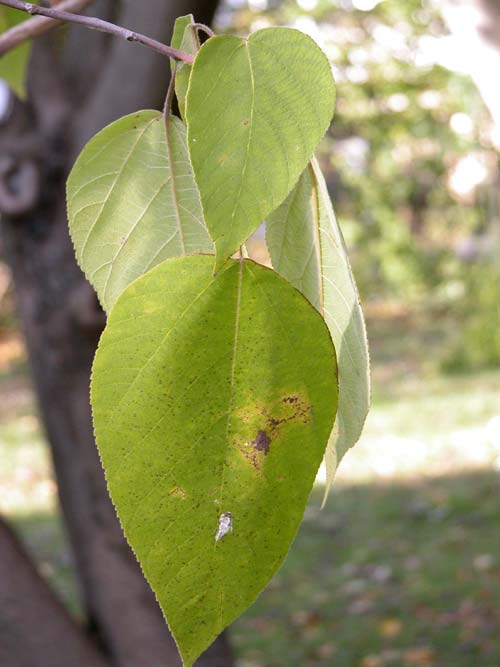 broussonetia papyrifera 07