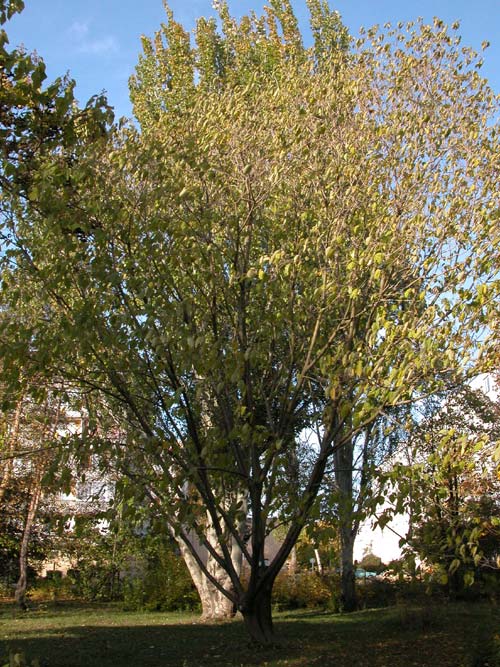 broussonetia papyrifera 09