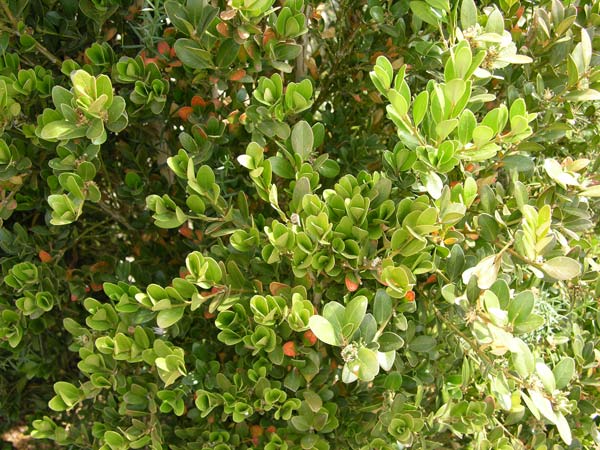 buxus balearica 02