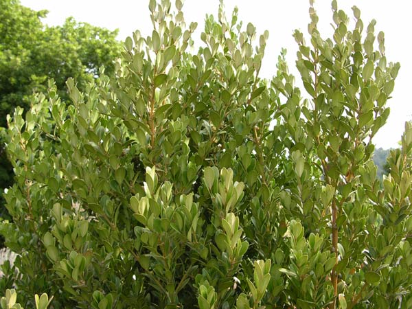 buxus balearica 03