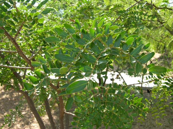 caesalpinia spinosa 01