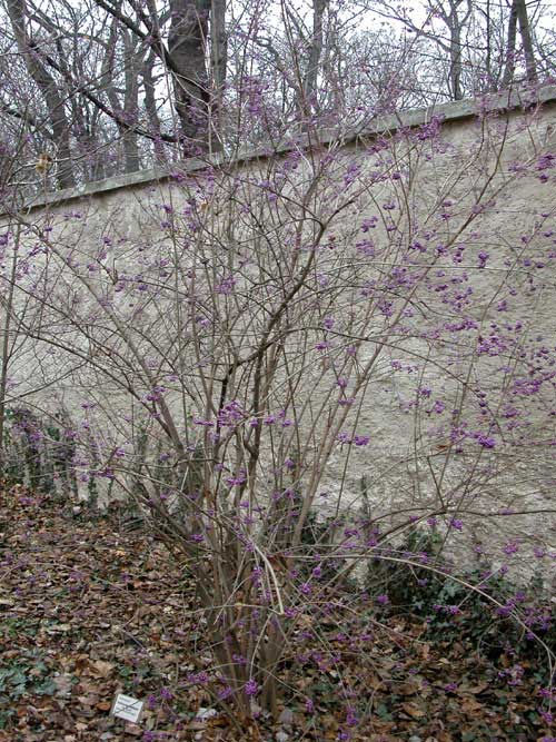 callicarpa bodinieri 01