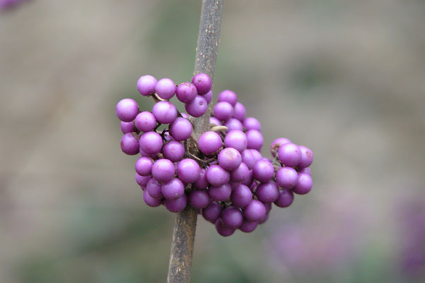 callicarpa bodinieri 02