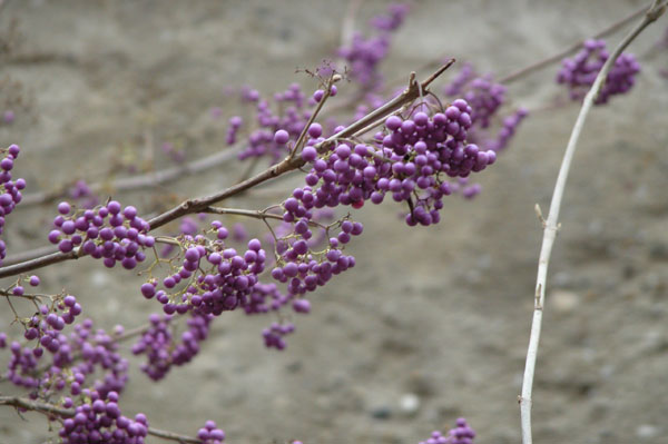 callicarpa bodinieri 03