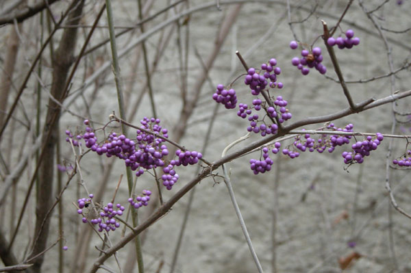 callicarpa bodinieri 04