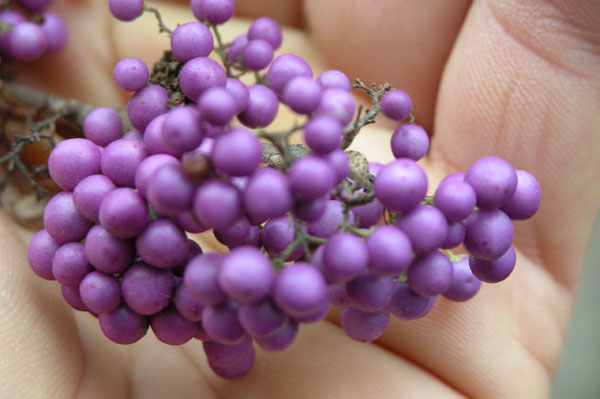 callicarpa bodinieri 05