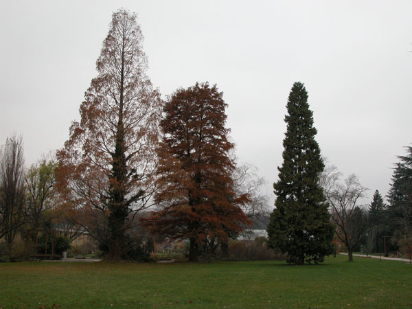 calocedrus decurrens 01