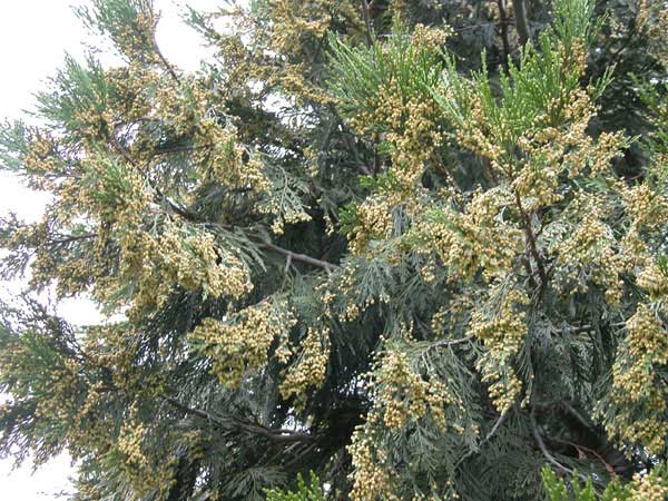 calocedrus decurrens 02