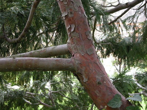 calocedrus decurrens 03