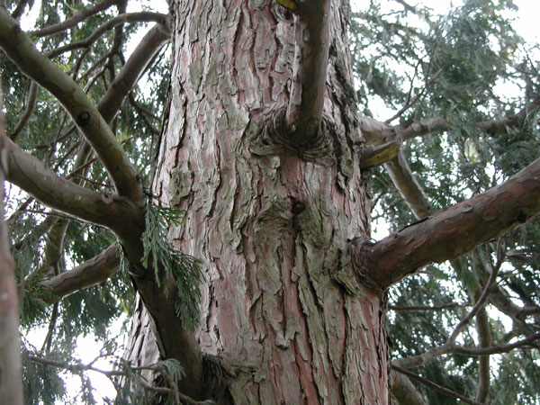 calocedrus decurrens 04