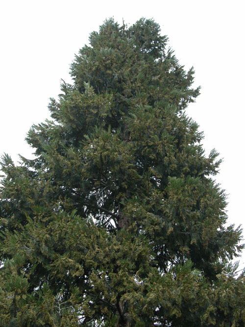 calocedrus decurrens 05