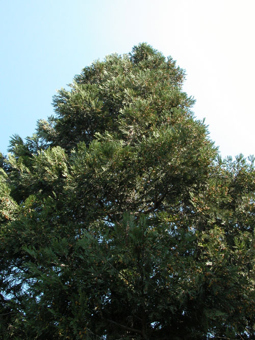 calocedrus decurrens 06