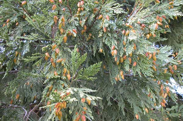 calocedrus decurrens 07