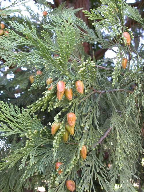 calocedrus decurrens 08