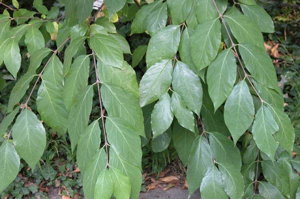 calycanthus occidentalis 01