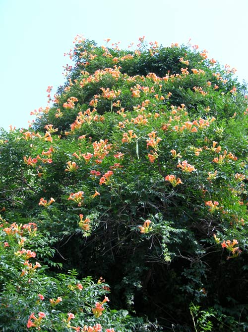 campsis radicans 01