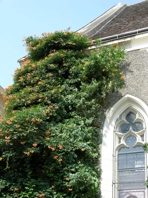 campsis radicans 02
