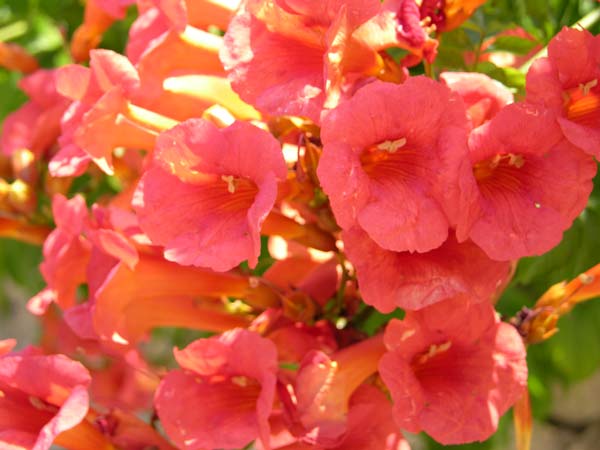 campsis radicans 04