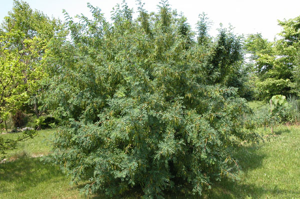 caragana arborescens 01