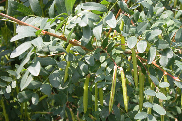 caragana arborescens 02