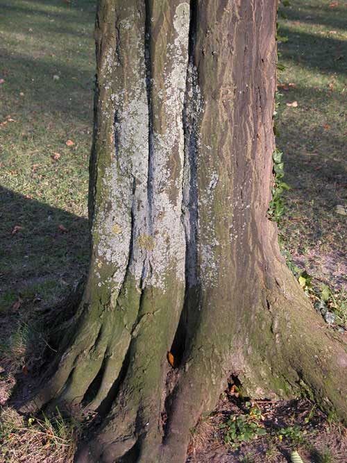 carpinus betulus 06