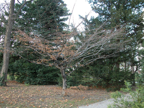 carpinus betulus 07