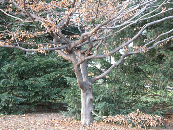 carpinus betulus 08