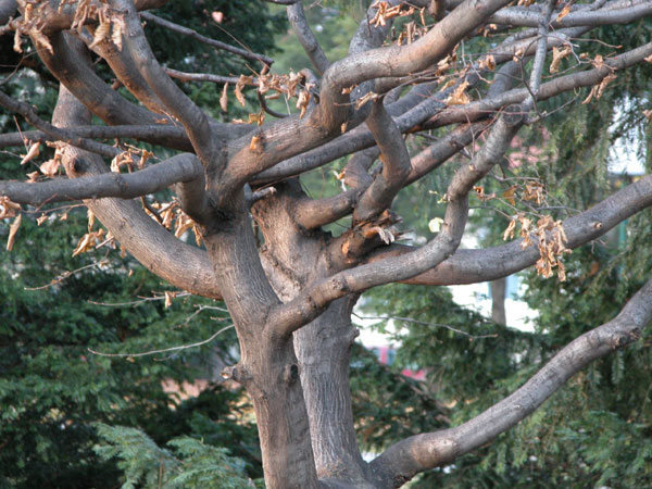 carpinus betulus 09