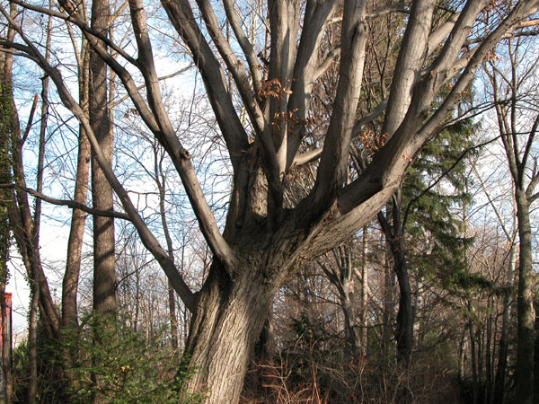 carpinus betulus 10