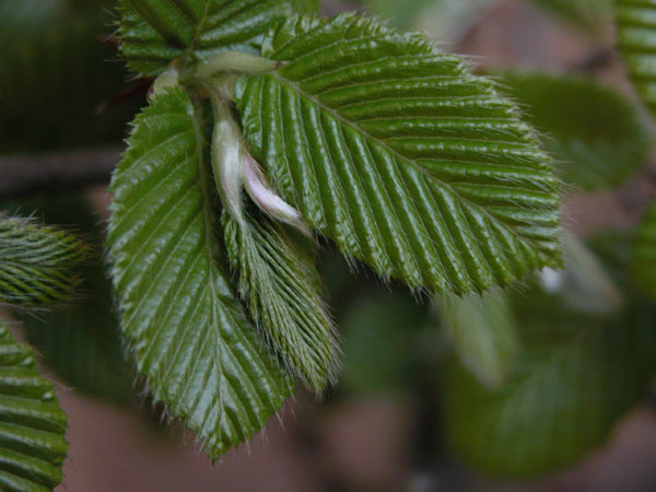 carpinus betulus 11