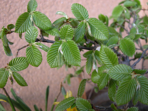 carpinus betulus 12