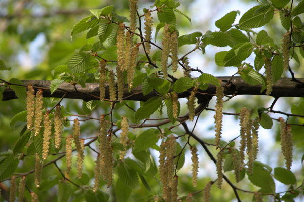 carpinus betulus 13
